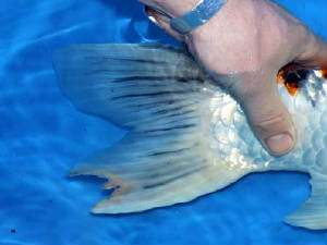 finrot.jpg