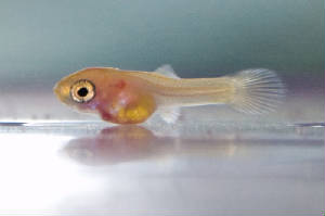 guppyfry.jpg