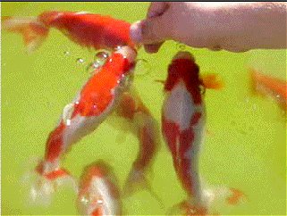 pond.jpg