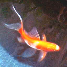 pondgoldfish.jpg